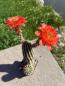 Preview: Echinocereus coccineus